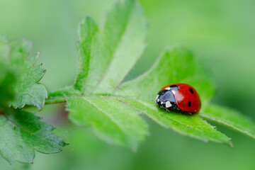 Coccinelle &agrave; sept points Coccinella septempunctata pos&eacute;e sur un feuille d'aub&eacute;pine