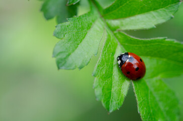 Coccinelle à sept points Coccinella septempunctata posée sur un feuille d'aubépine