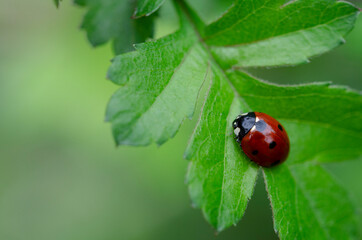 Coccinelle à sept points Coccinella septempunctata posée sur un feuille d'aubépine