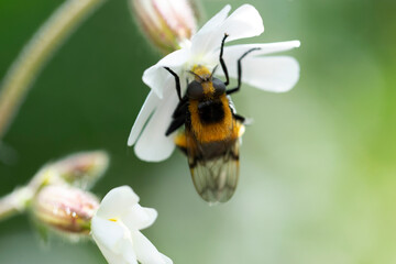 Volucella bombylans mâle ou femelle posée sur Stellaire holostée