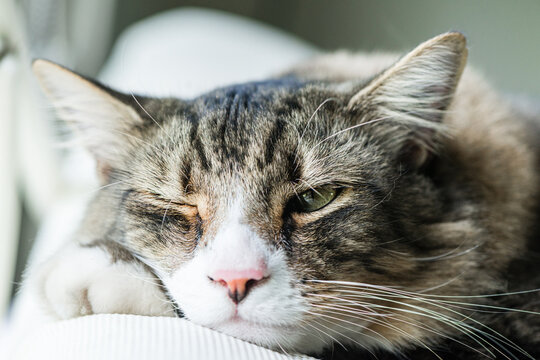 cat half sleeping