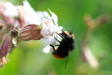Volucella bombylans mâle ou femelle posée sur Stellaire holostée