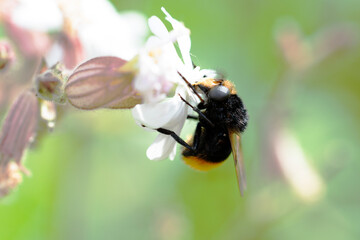Volucella bombylans mâle ou femelle posée sur Stellaire holostée