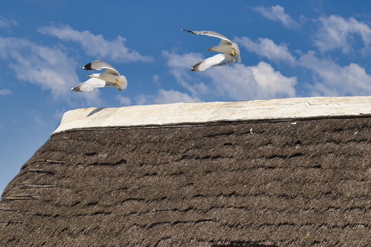 Pareja de Gaviotas alzando el vuelo a la vez.