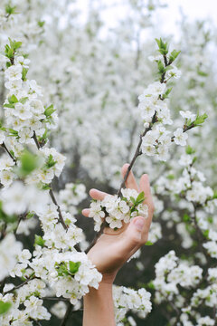 Spring blooming plum tree flowers and female hand 