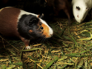 Beautiful high resolution image of a cute multi-colored american guinea pig. Adorable domestic guinea pig (Cavia porcellus), also known as the cavy or domestic cavy. Selective focus on the main animal