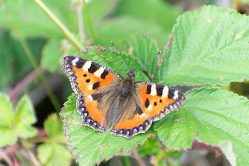Petite tortue Aglais urticae posée sur une feuille de ronce