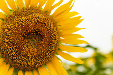 大きなひまわり