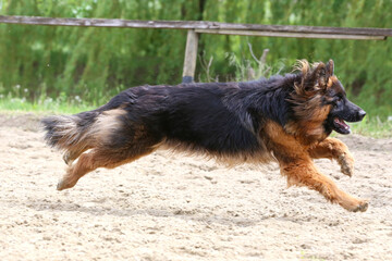  German shepherd runs on the track sunny summer day