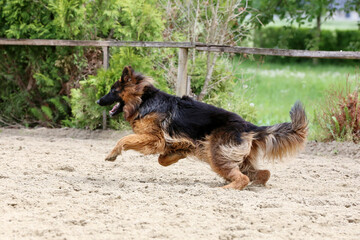  German shepherd runs on the track sunny summer day