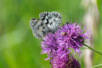 Papillon rhopalocère Demi-deuil Melanargia galathea posé sur une fleur