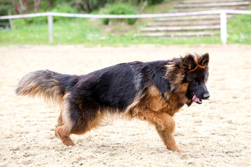  German shepherd runs on the track sunny summer day