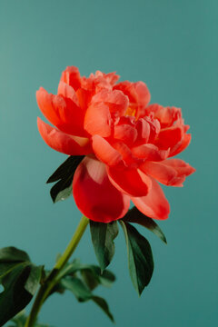 peony on a mint background.