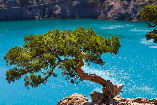 Relic juniper on a blurred background of blue sea,  Crimea