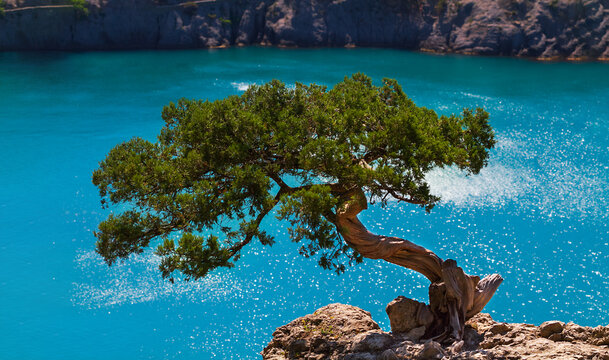Relic juniper on a blurred background of blue sea,  Crimea