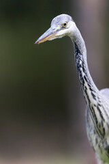 Héron cendré, Ardea cinerea en gros plan ou en portrait