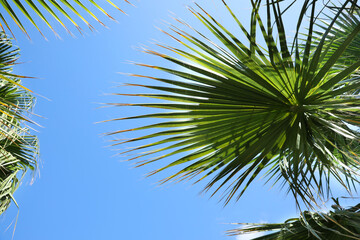 Beautiful view of palm branches on sunny summer day