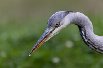 Héron cendré, Ardea cinerea en gros plan ou en portrait