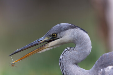 Héron cendré, Ardea cinerea en gros plan ou en portrait