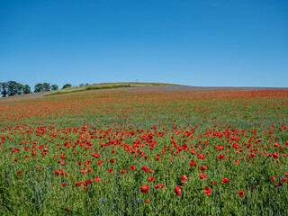 Mohnblumenfeld blüht in der Landschaft im Sommer