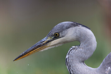 Fototapeta premium Héron cendré, Ardea cinerea en gros plan ou en portrait