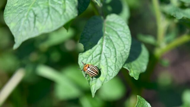 Colorado Potato Beetle on leaf of a potato plant. Potato bug on green leaves in the field. Leptinotarsa Decemlineata. 