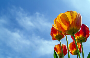 Obraz premium tulips against blue sky