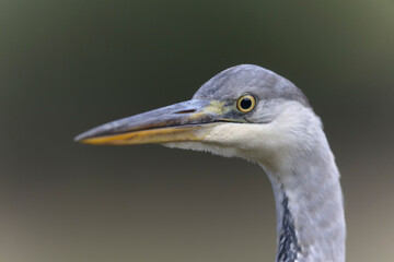 Héron cendré, Ardea cinerea en gros plan ou en portrait