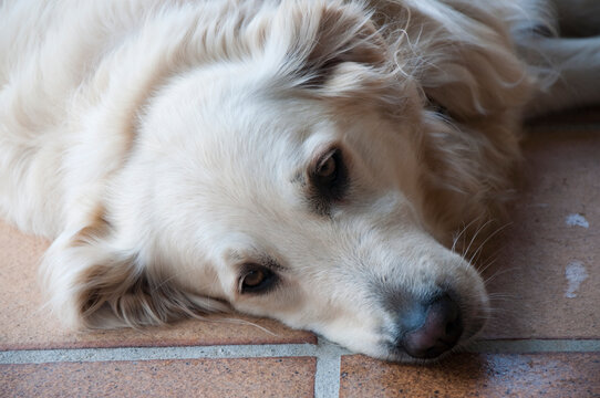 Close Up Of A Tired Dog Resting On The Floor. Beautiful White Hair, Brown Eyes. Spain