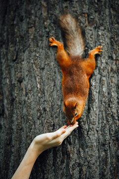 squirrel feeding with a hand on a tree