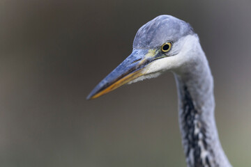 Héron cendré, Ardea cinerea en gros plan ou en portrait