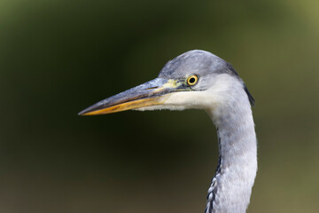 Héron cendré, Ardea cinerea en gros plan ou en portrait