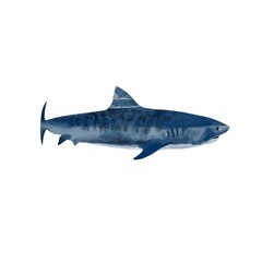Fototapeta premium Watercolor shark hand drawn illustration, predator, isolated 