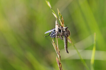 Mouche prédatrice Asilidé ayant attrapé une proie