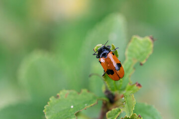 Clytra laeviuscula en gros plan perch&eacute; sur une feuille
