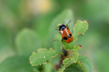 Clytra laeviuscula en gros plan perché sur une feuille