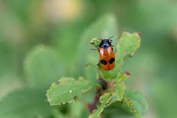 Clytra laeviuscula en gros plan perché sur une feuille