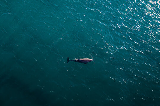 Aerial View of a bottlenose dolphin in the ocean in Florida