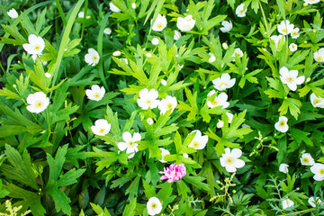 white summer flowers background. Awesome beautiful flowerbed with small petals. Excellent plant for landscaping
