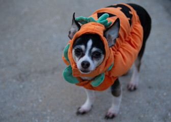 Halloween Dog - Chihuahua Pumpkin