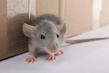 Small grey rat near cardboard box, closeup