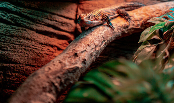 Sudan plated lizard in an enclosure with fancy lights