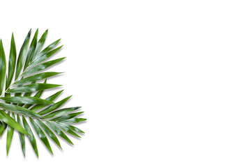 Minimal tropical green palm leaf on white paper background. Flat lay Top view with copy space for your text.