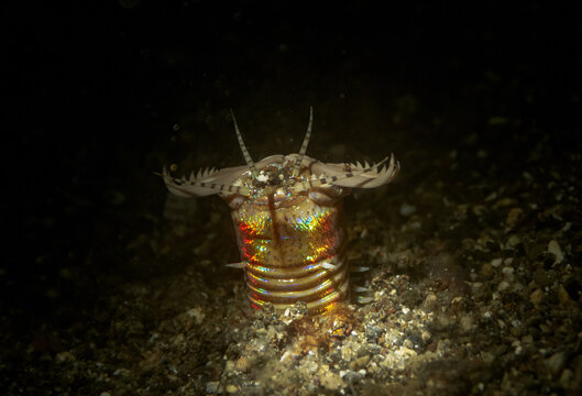 Bobbit worm sitting on sea bottom