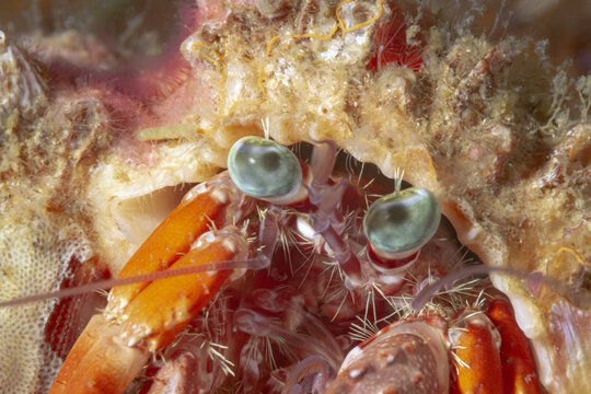 Diogenes crab with big eyes sitting on deep sea bottom