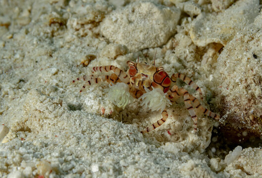Boxer crab crawling on uneven sea bottom