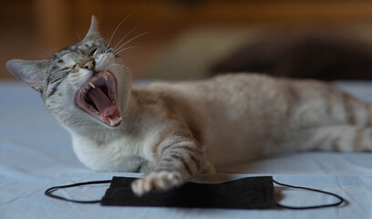 Gata cansada de mascarilla