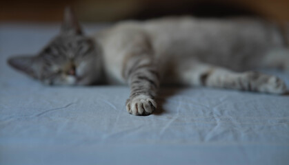 La patita de mi gata Abril, mientras duerme la siesta - obrazy, fototapety, plakaty