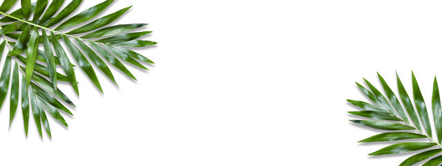 Naklejka na ściany i meble Minimal tropical green palm leaf on white paper background. Flat lay Top view with copy space for your text.