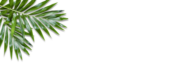 Minimal tropical green palm leaf on white paper background. Flat lay Top view with copy space for your text.